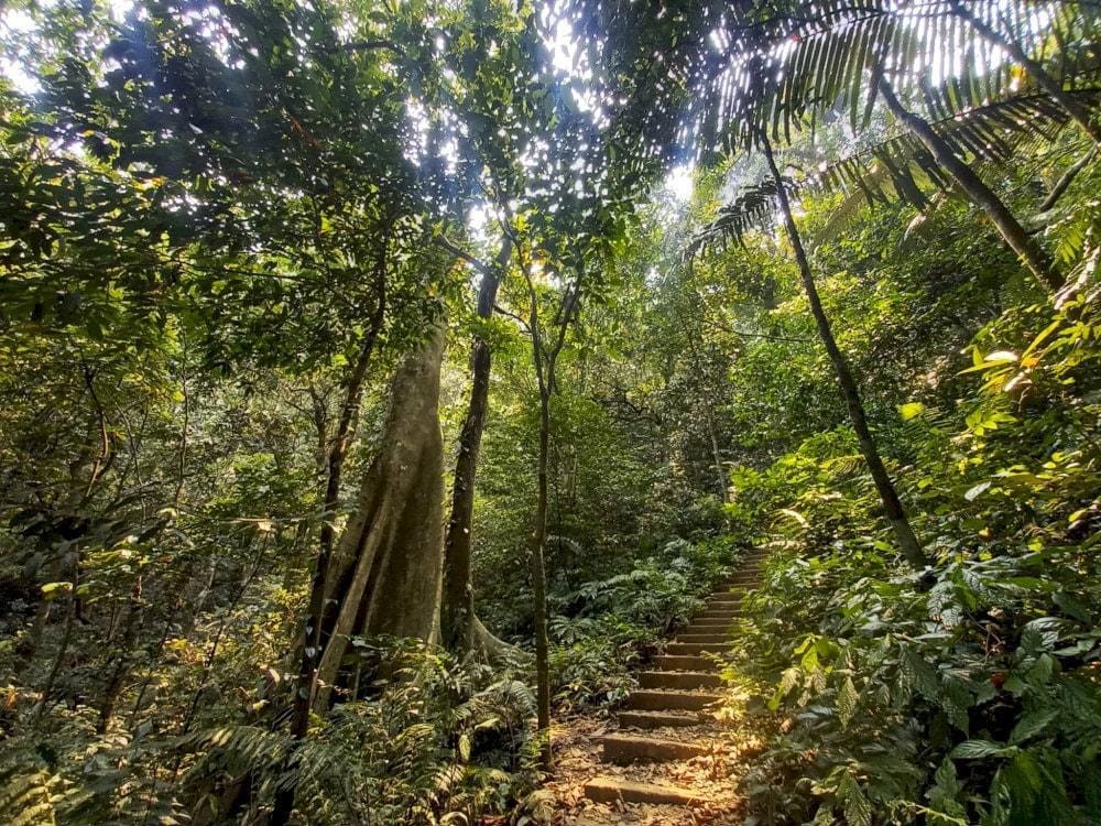 Đắm mình trong màu xanh của Vườn Quốc gia Cúc Phương (Nguồn: Internet)